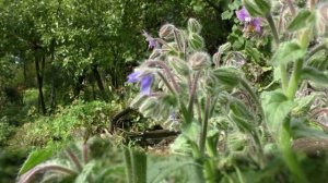 Есть такой медонос - огуречная трава