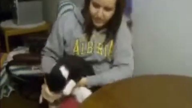 Прикольные кошки в воде смотреть онлайн