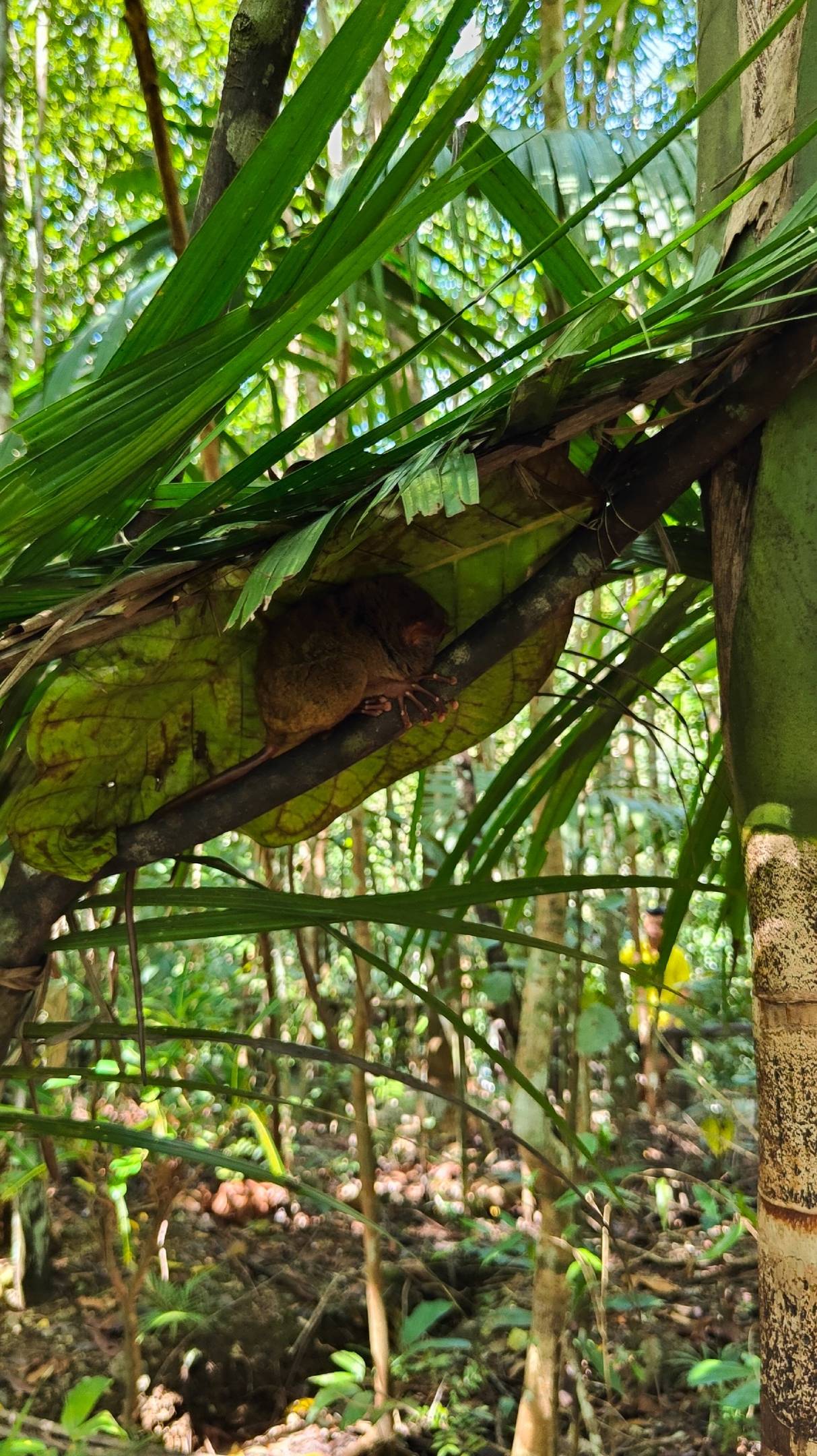 Долгопяты о Бохол смотреть онлайн