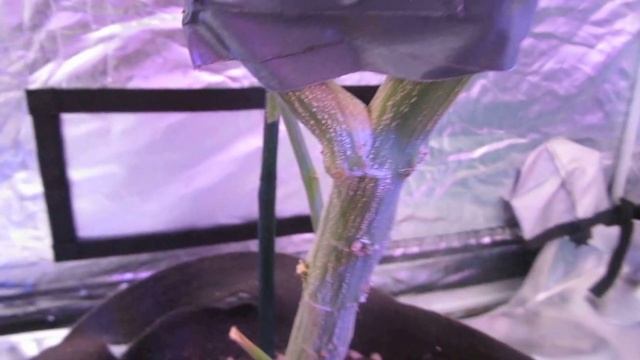 LED grow light Review: Pro-Grow 750 смотреть онлайн
