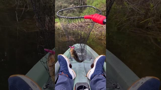 Day 10: beaver 🦫 dam #fishing #video #fish #nature смотреть онлайн