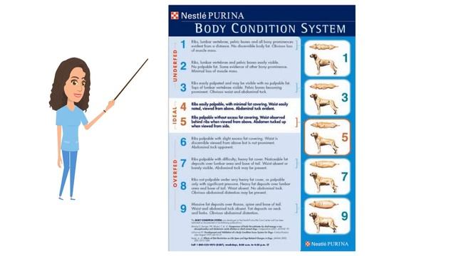 Obesity in pets смотреть онлайн