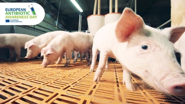 Let's fight THE MYTHS about antibiotics! AMR DOES NOT CONCERN HUMANS | #EAAD2022 смотреть онлайн