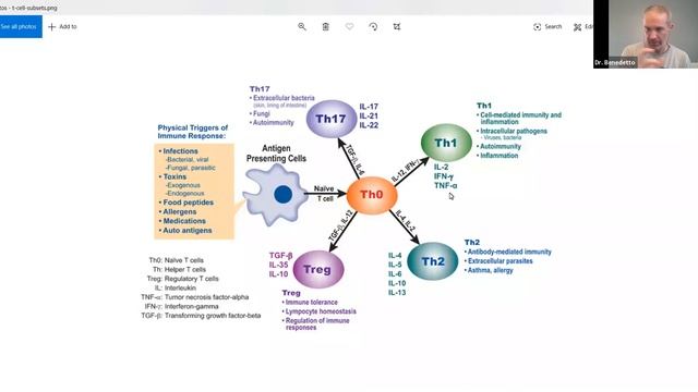 TH1 vs TH2 immune responses смотреть онлайн