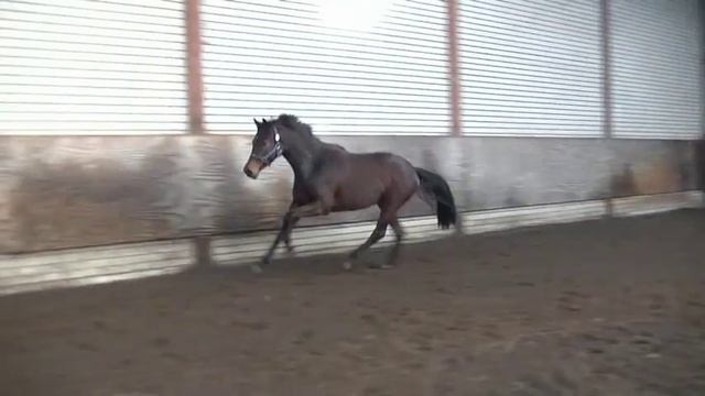 ** SOLD ** 3yrs KWPN dressage mare by Chippendale x Lancet смотреть онлайн