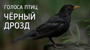 Черный дрозд | Голоса птиц