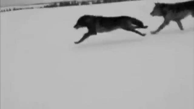 A Home For Your Wolf - The 6 O'Clock Phantoms смотреть онлайн