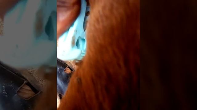 KILLss EMBEDDED DOG TICKS (AMITRAZ ,USE PEGS and vinegar) || GO TO SUBSCRIBE👇. смотреть онлайн