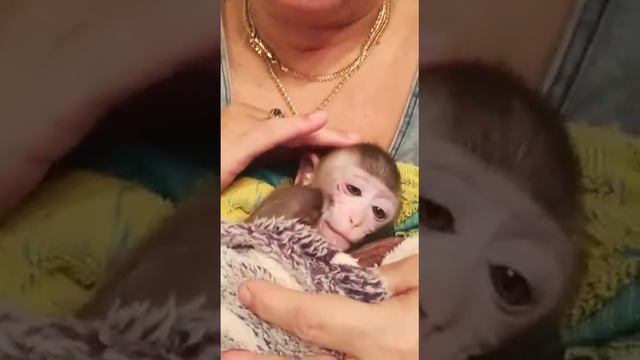 Тошуля вчера обидел кошку,она дала сдачи,Тоша расстроен,пытаемся после купания заснутт смотреть онлайн