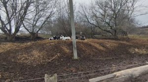 быки в электропастухе, плюсы и минусы