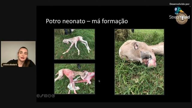 MANEJO DE POTRO EM HARAS - M.V JULIANA BADARÓ VIERO смотреть онлайн