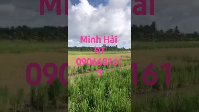 Cần bán gấp mảnh đất đẹp ĐC :Tân Hòa, xã Tân Hội Đông, châu Thành Tiền Giang . Giá 300 triệu смотреть онлайн