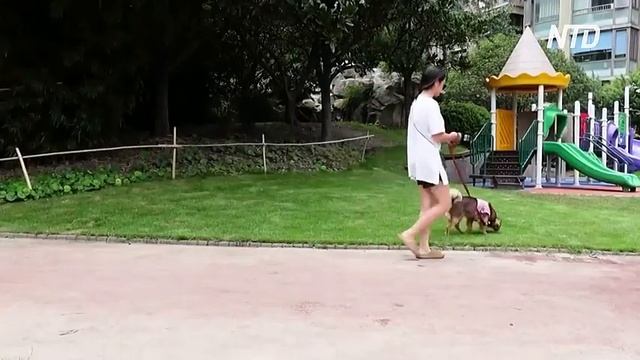 Як у Китаї рятують собак від екстремальної спеки смотреть онлайн