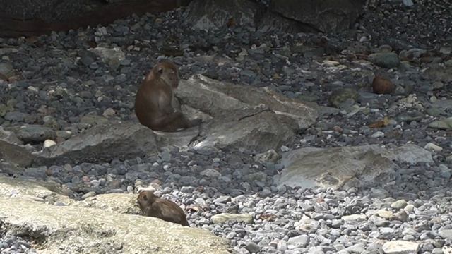 phuket travel vlog // patong beach, phi phi islands, krabi, & an elephant sanctuary! смотреть онлайн