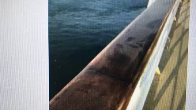 Norwegian Sun Update Panama Canal Construction Cruise A Holiday Ruined for 2000 Passengers смотреть онлайн