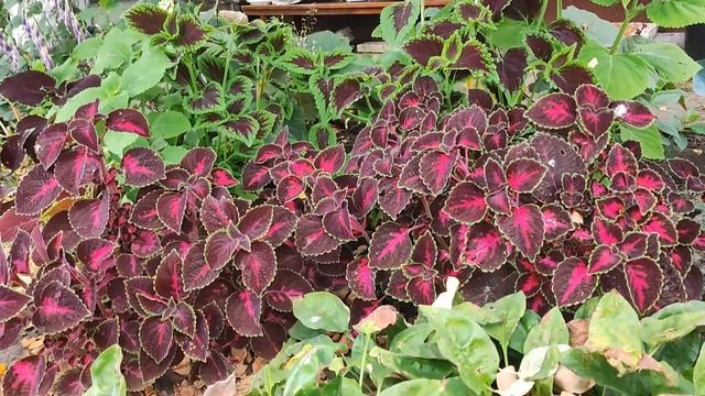 Выходные на даче.Цветочные дела.Ремонт и прогулка в парке.#лилии,#лилейники,#колеусы,#хосты,#ремон смотреть онлайн