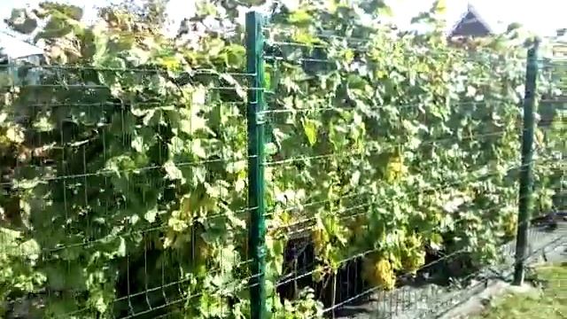 VID 20200912 131506 смотреть онлайн
