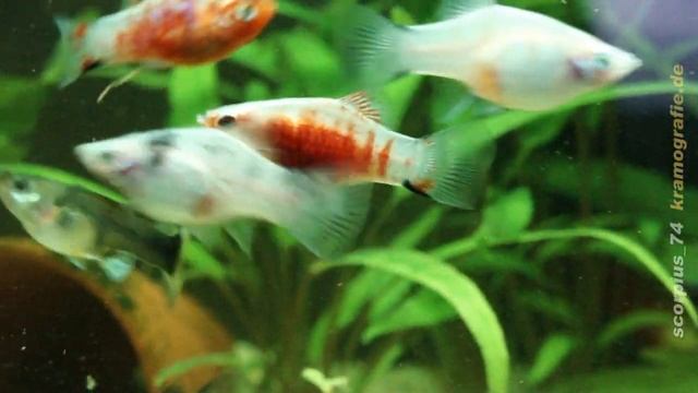 Aquarium - Platy "Bleeding Heart" - Blutendes Herz смотреть онлайн