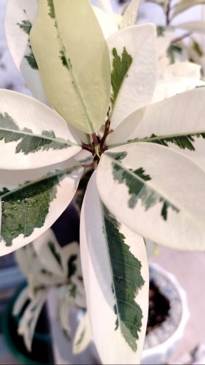 Фикус «Микрокарпа Albomarginata«_2024_11_18_020846268