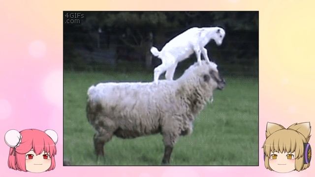 【神回】爆笑間違いなしのgif画像で笑ったら寝ろｗｗ【2ch面白い画像】【ゆっくり解説】#5