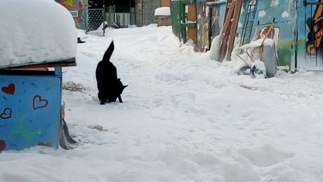 Цикада играет льдом смотреть онлайн