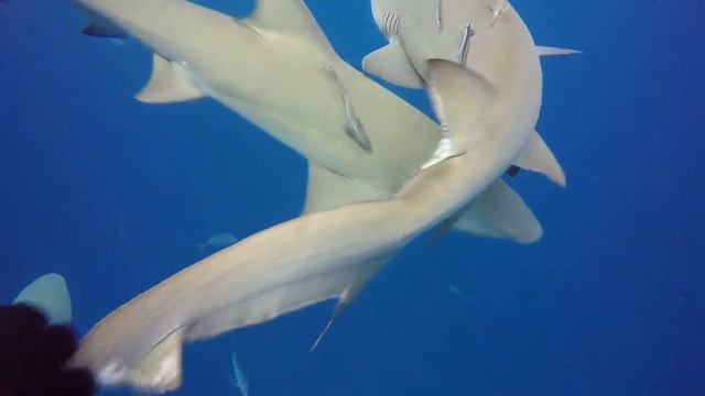 Bucket List: Lemon Shark Dive смотреть онлайн