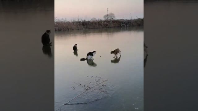 Коты на льду смотреть онлайн