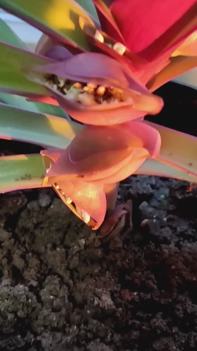 Удивительное растение на жд вокзале. Канал Тутси - диеты и путешествия. @tutsi-dieti смотреть онлайн