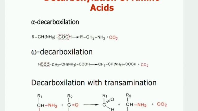 Lecture 20 | Biometabolism | General ways of Amino Acid Degradation смотреть онлайн
