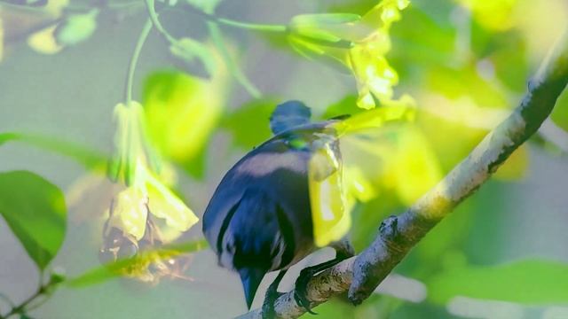 Relaxing Music - Sound of Flowing Water, Relax Spa Music, Nature Sounds, Music for Meditation смотреть онлайн
