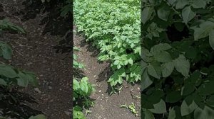 Как удалить сорняки. Раундап. Отзыв.