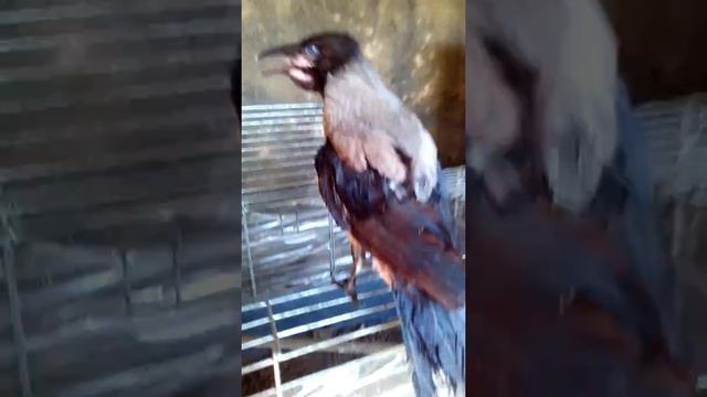 Карлуша ручной воронченок смотреть онлайн