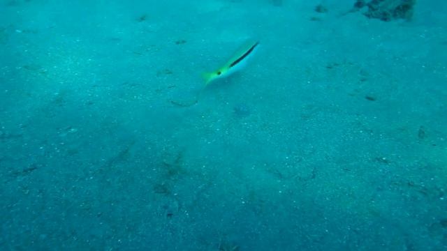 00001 Египет, Дахаб, Дайвинг, Рыбка смотреть онлайн