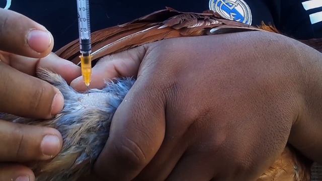 mostrándole la forma en que yo inyecto vitaminas b12 a mis aves смотреть онлайн