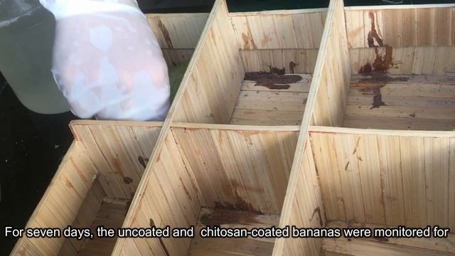 Filipino students offer solution to the rapid ripening of bananas using sea urchin chitosan смотреть онлайн