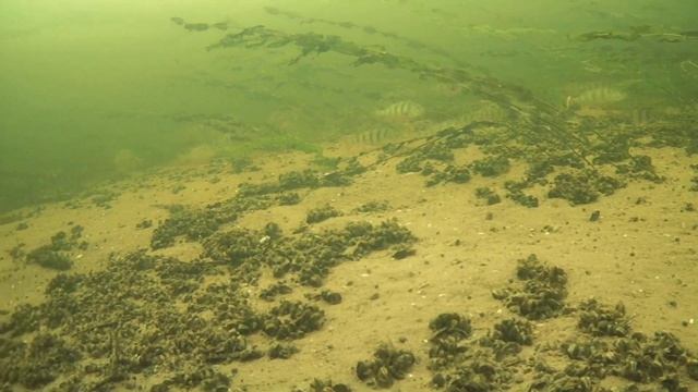 ОПУСТИЛ КАМЕРУ ПОД РЫБАКА, ТАМ СТАЯ КРУПНОГО ОКУНЯ. ЧЕБОКСАРСКАЯ ГЭС, КОВШ смотреть онлайн