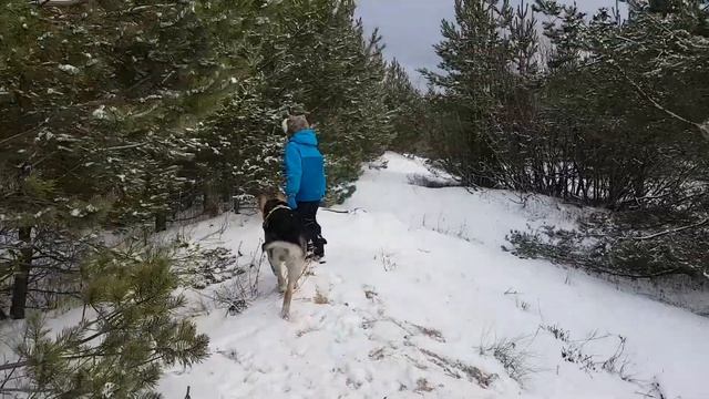 21.01.2018. Собака ветки ломаха. смотреть онлайн