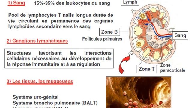 IMMUNOLOGIE LES CELLULES DE L’IMMUNITE (2) смотреть онлайн