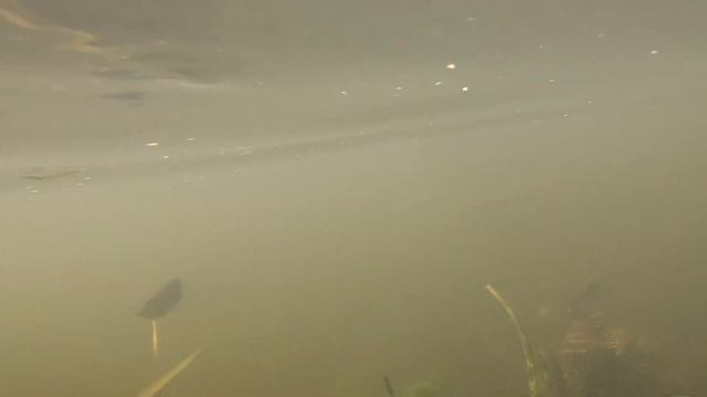 Съемка под водой №2 смотреть онлайн