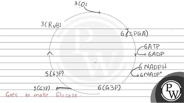 To make 100 molecules of glucose, how many molecules of ATP \& NADPH are required?
(A) 1800 and ... смотреть онлайн