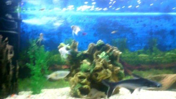 Аквариум с рыбками 160 литров.