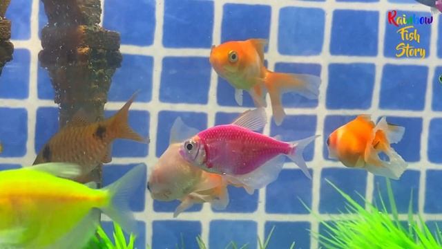 Surprise Eggs | Ancient Mist Fish Surprise Tetra, Frog, Goldfish, Neon Fish, Parrotfish