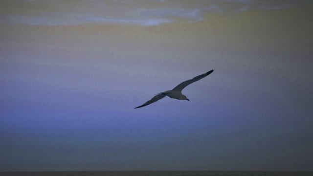 Fly Dove Fly - Violett смотреть онлайн