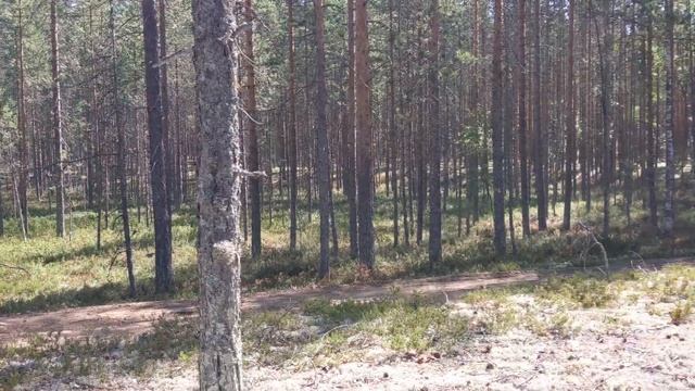 Поход в летний лес Карелии с ночёвкой 2021 смотреть онлайн