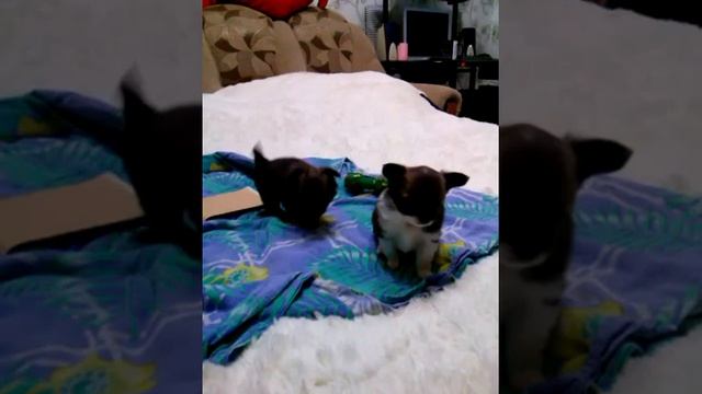 Щенки чихуахуа смотреть онлайн