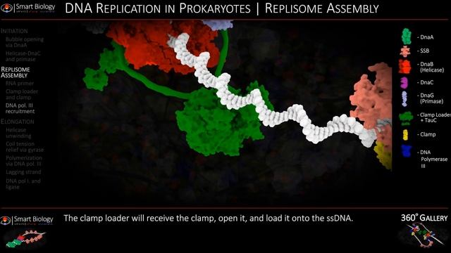 DNA Replication Animation 3D Molecular Biology смотреть онлайн