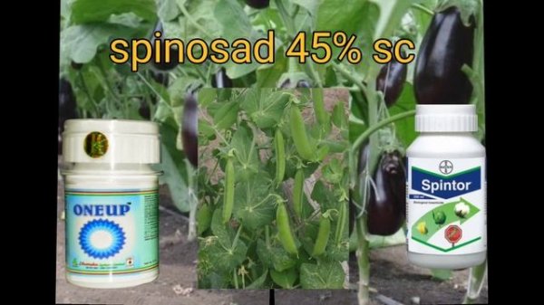 spinosad 45%sc insecticide//tracer insecticide//spintor insecticide//oneup//biological कीटनाशक