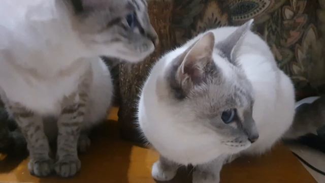 Siam Alba Thai Zarina e Fantasy смотреть онлайн