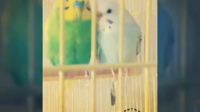 Мои попугаи=) смотреть онлайн