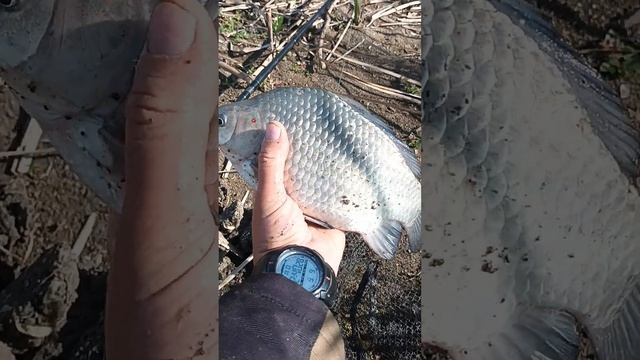 Крупные караси сентября, рыбалка на фидер смотреть онлайн